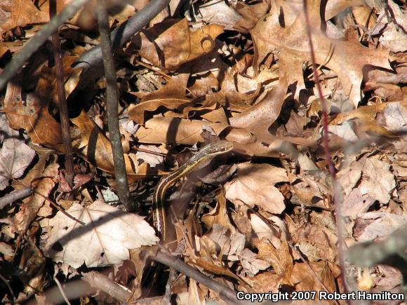 Eastern Ribbonsnake (Thamnophis sauritus sauritus)