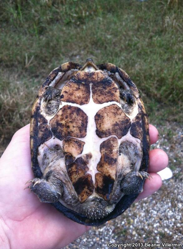 Razor-backed Musk Turtle (Sternotherus carinatus)