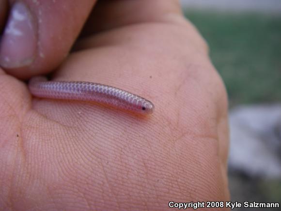 Texas Threadsnake (Leptotyphlops dulcis dulcis)