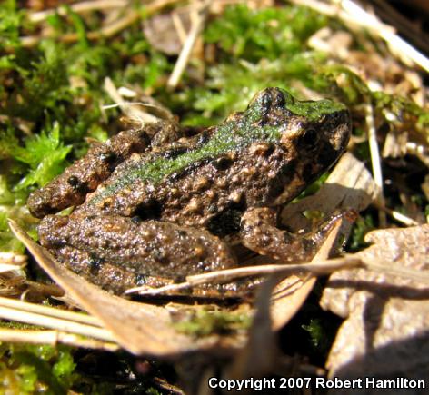 Eastern Cricket Frog (Acris crepitans crepitans)