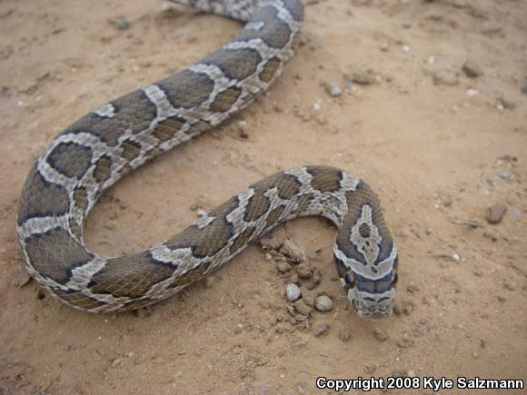 Northern Plains Rat Snake (Pantherophis emoryi emoryi)