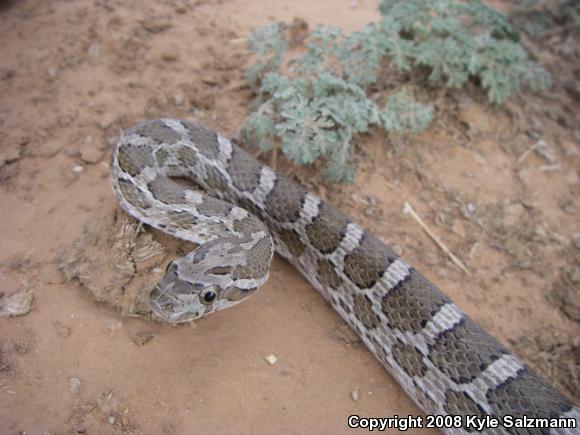 Northern Plains Rat Snake (Pantherophis emoryi emoryi)