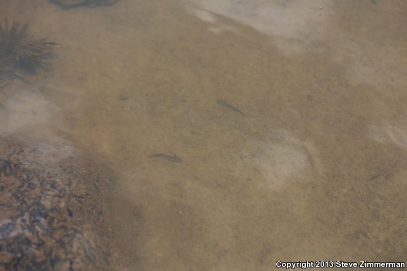 Southern Long-toed Salamander (Ambystoma macrodactylum sigillatum)