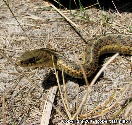 Eastern Gartersnake (Thamnophis sirtalis sirtalis)