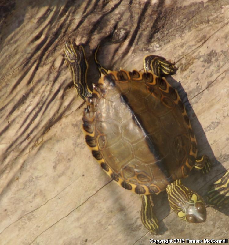 Pascagoula Map Turtle (Graptemys gibbonsi)