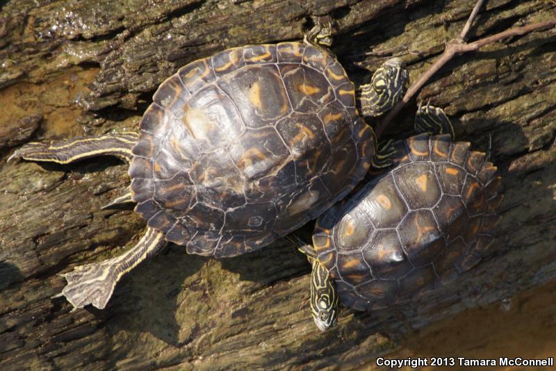 Yellow-blotched Map Turtle (Graptemys flavimaculata)