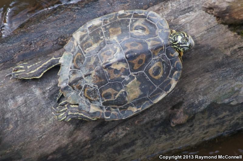 Yellow-blotched Map Turtle (Graptemys flavimaculata)