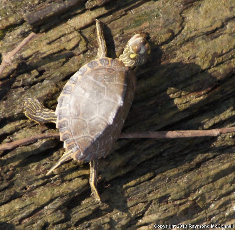 Pascagoula Map Turtle (Graptemys gibbonsi)