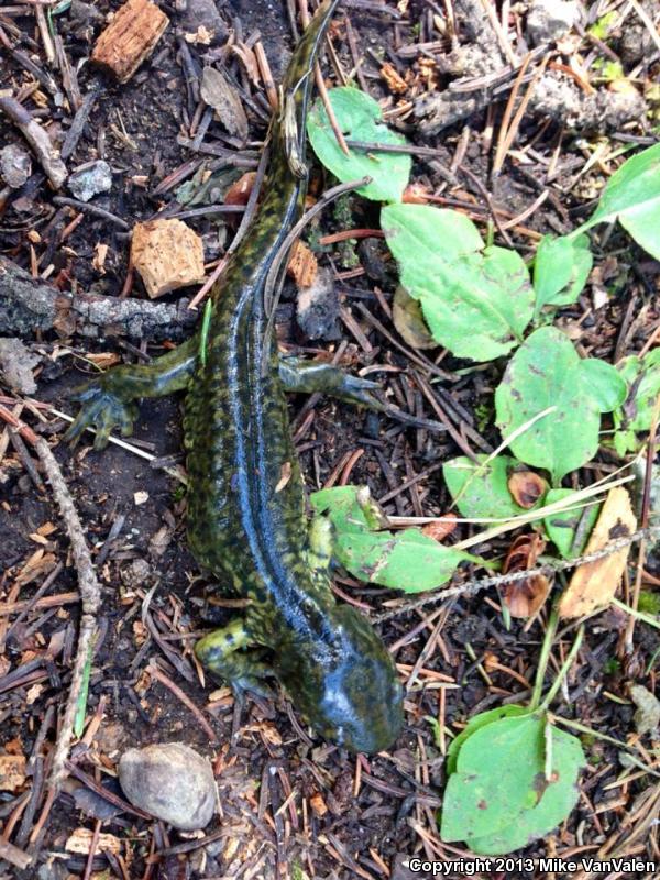 Blotched Tiger Salamander (Ambystoma mavortium melanostictum)