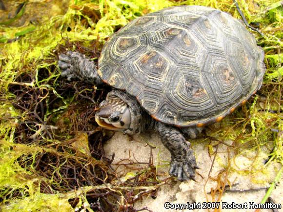 Northern Diamond-backed Terrapin (Malaclemys terrapin terrapin)