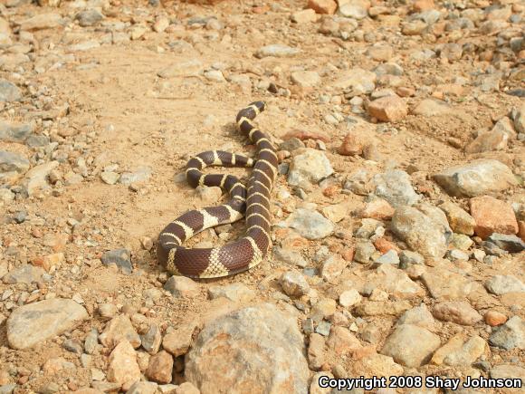 California Kingsnake (Lampropeltis getula californiae)