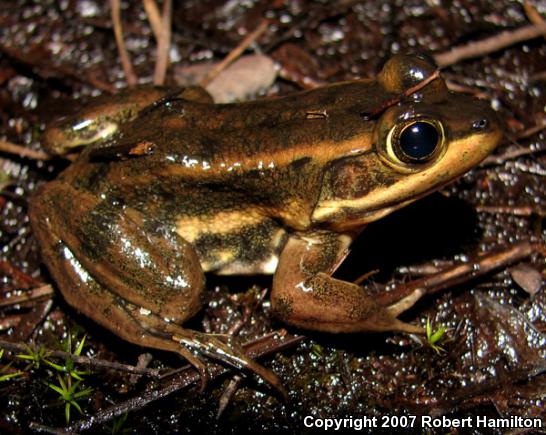 Carpenter Frog (Lithobates virgatipes)