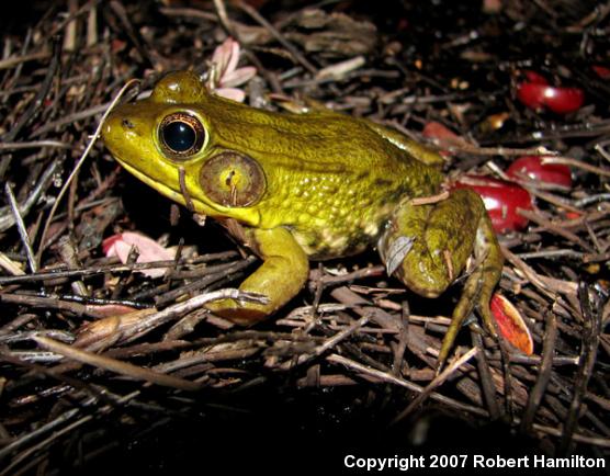 Northern Green Frog (Lithobates clamitans melanota)