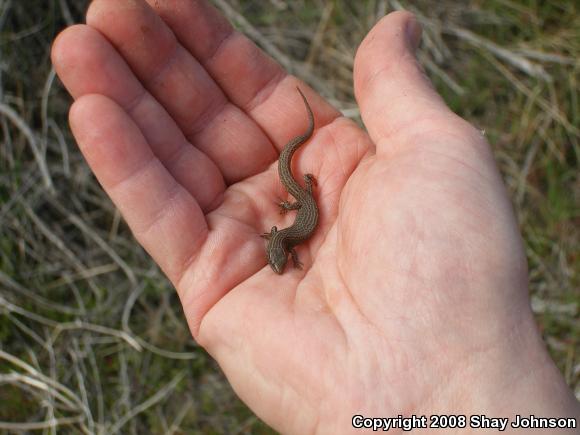 Desert Night Lizard (Xantusia vigilis vigilis)