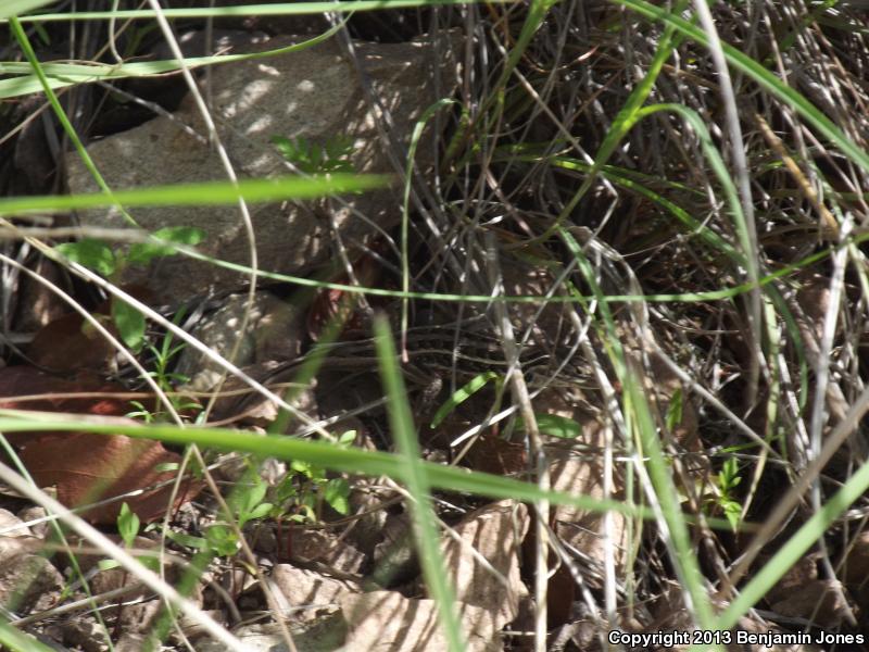 Slevin's Bunchgrass Lizard (Sceloporus slevini)