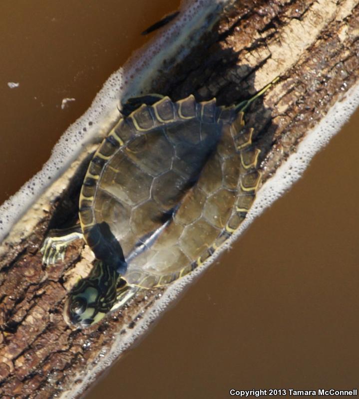 Escambia Map Turtle (Graptemys ernsti)