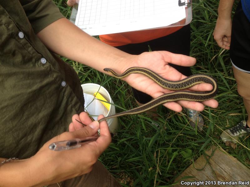 Butler's Gartersnake (Thamnophis butleri)