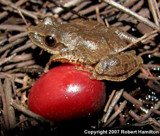 Northern Spring Peeper (Pseudacris crucifer crucifer)