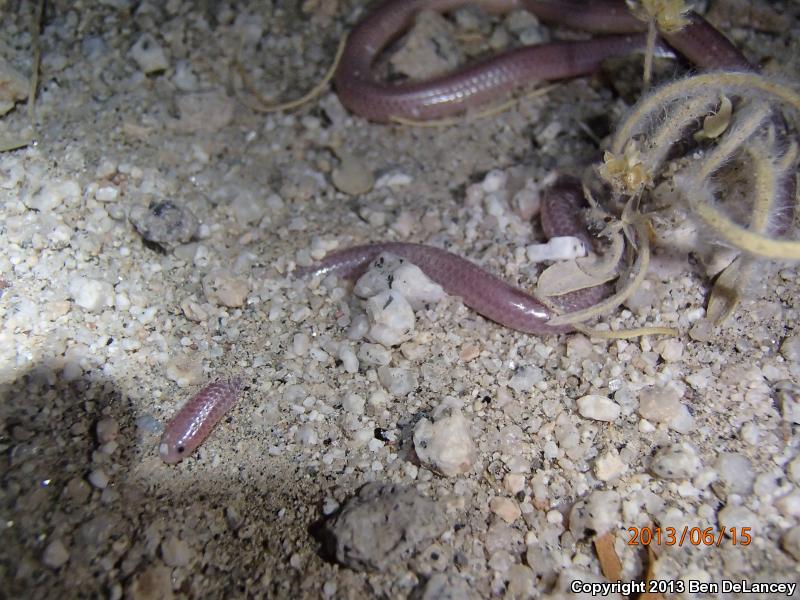 Desert Threadsnake (Leptotyphlops humilis cahuilae)