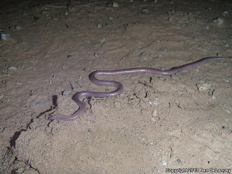 Desert Threadsnake (Leptotyphlops humilis cahuilae)