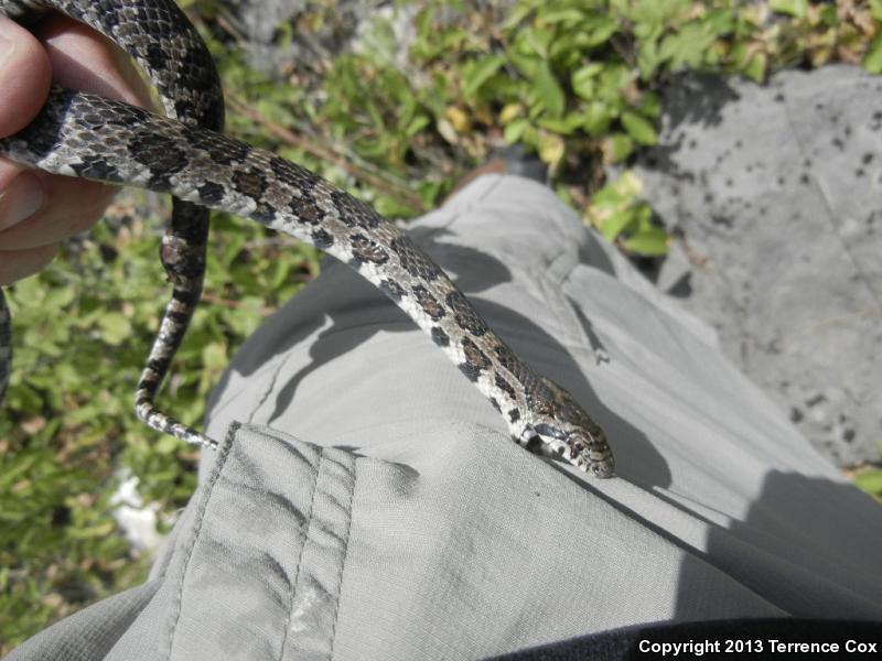 my milksnake chewed on me my milksnake chewed on me