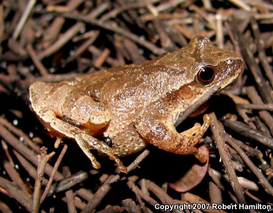 Northern Spring Peeper (Pseudacris crucifer crucifer)