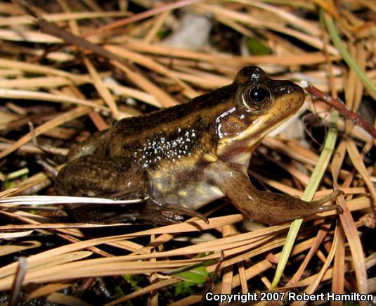 Carpenter Frog (Lithobates virgatipes)