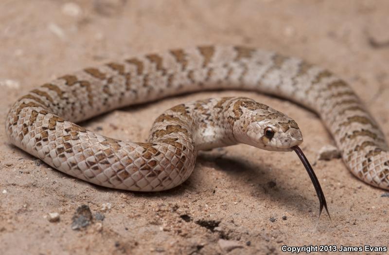 Chihuahuan Hook-nosed Snake (Gyalopion canum)
