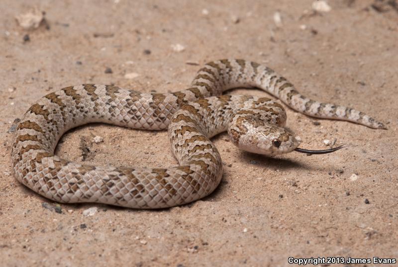 Chihuahuan Hook-nosed Snake (Gyalopion canum)