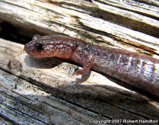 Eastern Red-backed Salamander (Plethodon cinereus)