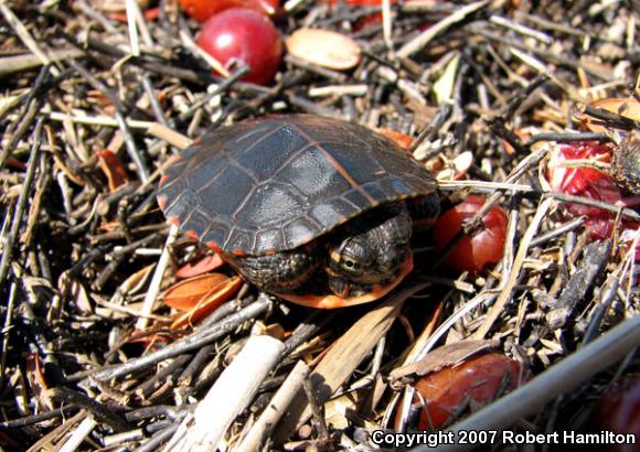 Eastern Painted Turtle (Chrysemys picta picta)