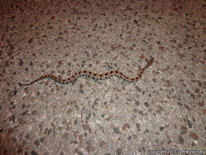 Western Pigmy Rattlesnake (Sistrurus miliarius streckeri)