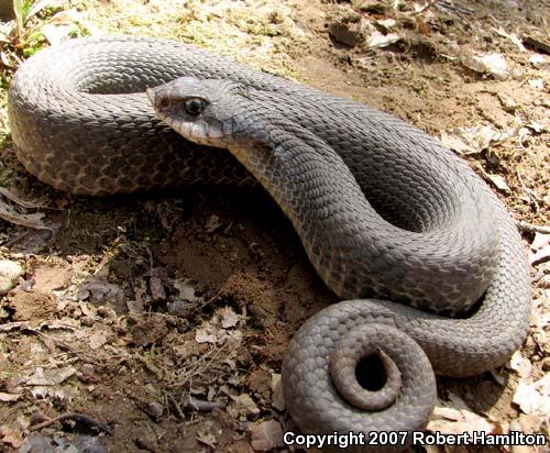 Eastern Hog-nosed Snake (Heterodon platirhinos)