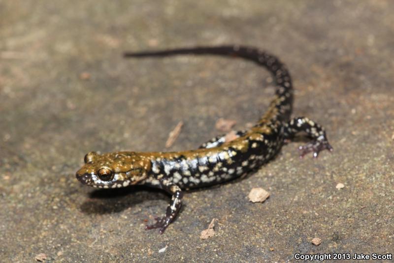 Pigeon Mountain Salamander (Plethodon petraeus)