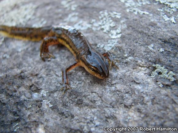 Red-Spotted Newt (Notophthalmus viridescens viridescens)