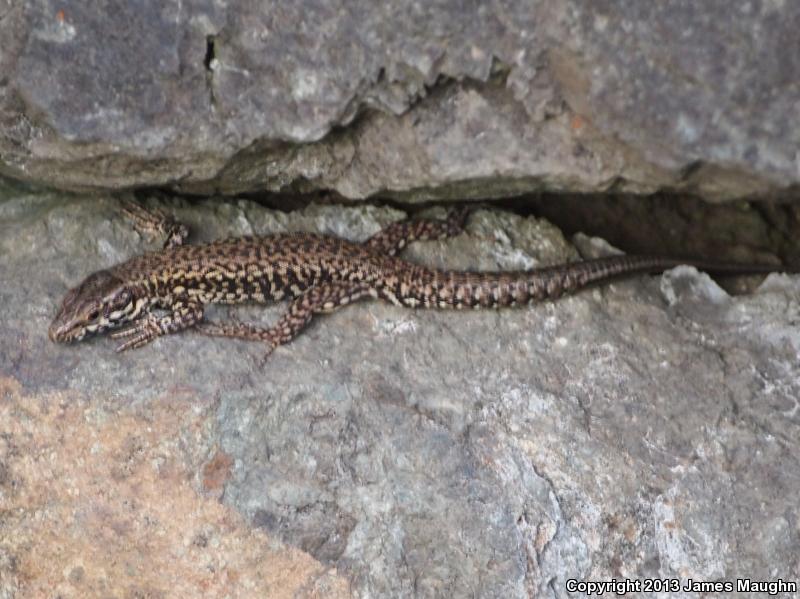 Common Wall Lizard (Podarcis muralis)