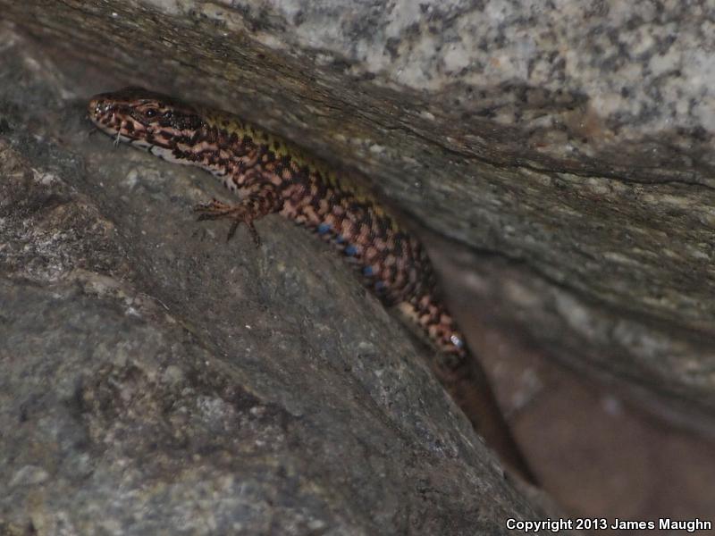 Common Wall Lizard (Podarcis muralis)