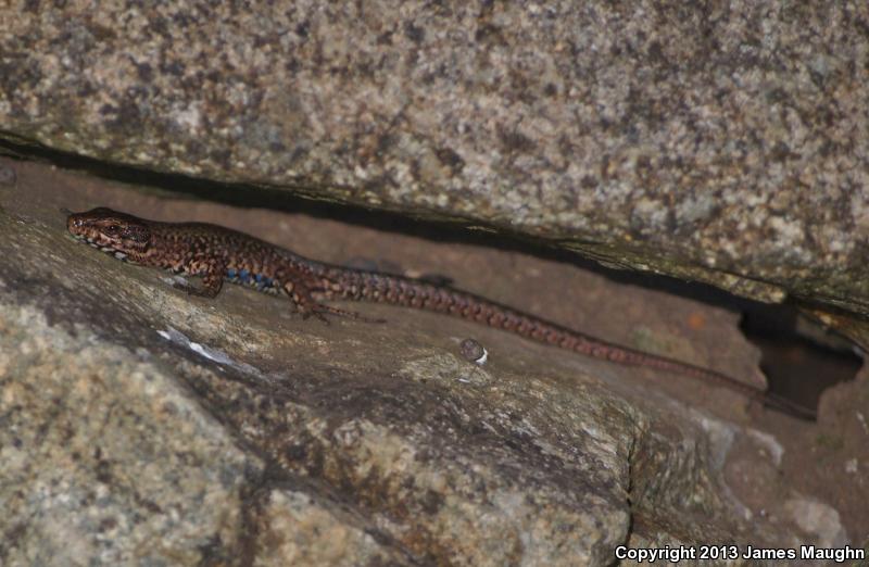 Common Wall Lizard (Podarcis muralis)