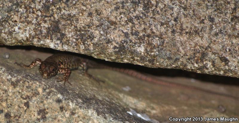 Common Wall Lizard (Podarcis muralis)