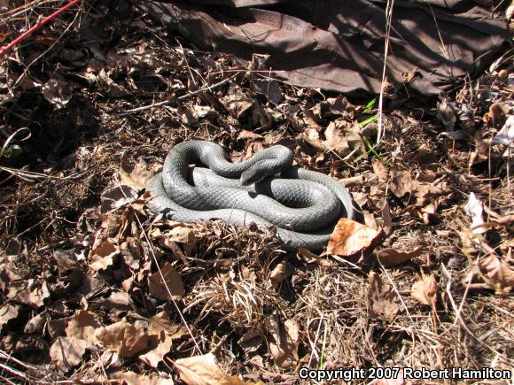 Northern  Black Racer (Coluber constrictor constrictor)