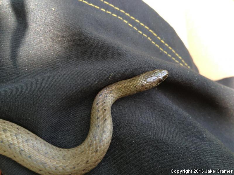 Mountain Earthsnake (Virginia valeriae pulchra)