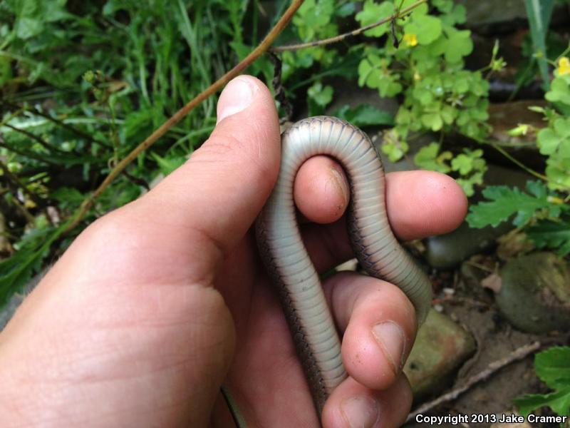 Mountain Earthsnake (Virginia valeriae pulchra)