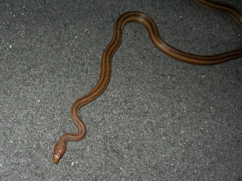 Everglades Ratsnake (Pantherophis obsoletus rossalleni)