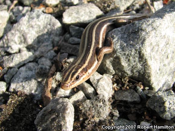 Five-lined Skink (Plestiodon fasciatus)