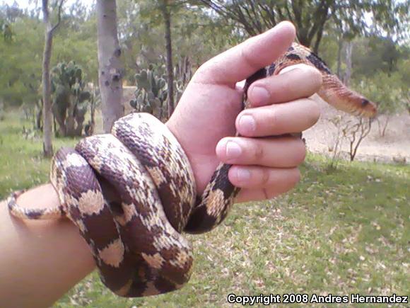 Mexican Bullsnake (Pituophis deppei deppei)