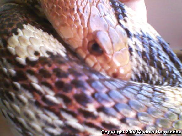 Mexican Bullsnake (Pituophis deppei deppei)