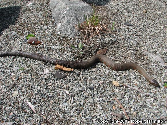 Northern Watersnake (Nerodia sipedon sipedon)