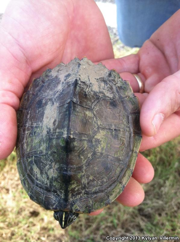 Mississippi Map Turtle (Graptemys pseudogeographica kohnii)