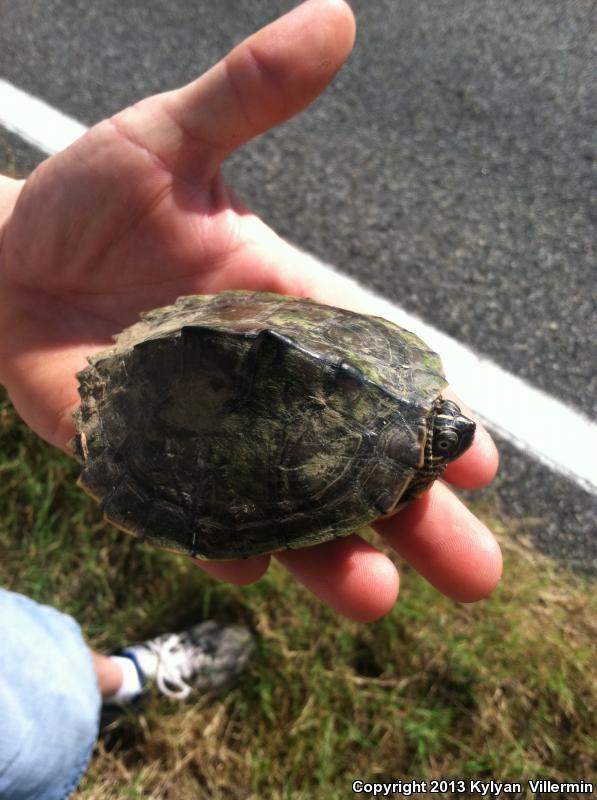 Mississippi Map Turtle (Graptemys pseudogeographica kohnii)