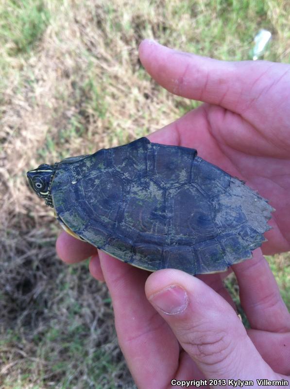 Mississippi Map Turtle (Graptemys pseudogeographica kohnii)